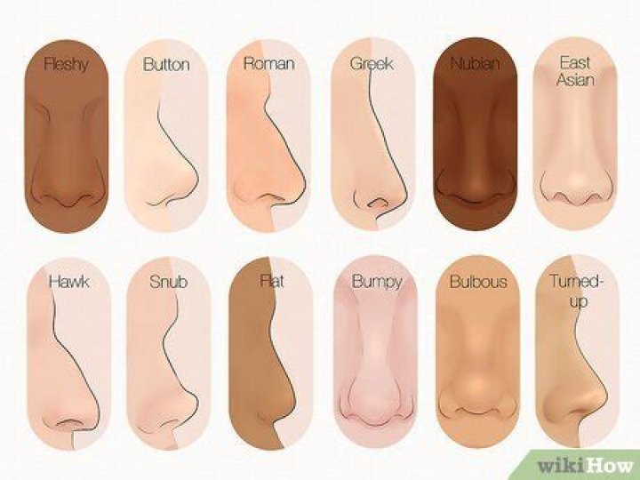 Nose Shapes Names